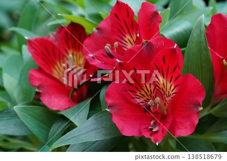 Alstroemeria Peruvian Lily Red Flowers Alstroemeria Peruvian Lily Red Flowers 138518679