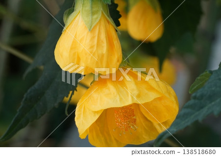 Close Up of a Yellow Flowering Abutilon Plant 138518680