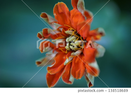 Macro Zinnia Flower Close Up View Orange Petals Macro Zinnia Flower Close Up View Orange Petals 138518689
