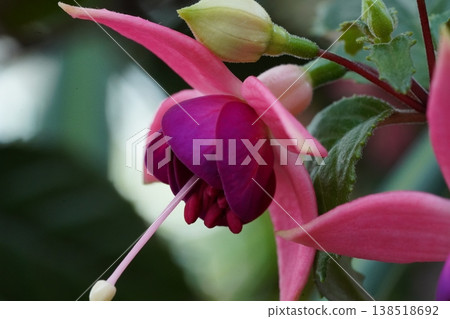 Beautiful Fuchsia Flower Close Up Pink and Purple 138518692