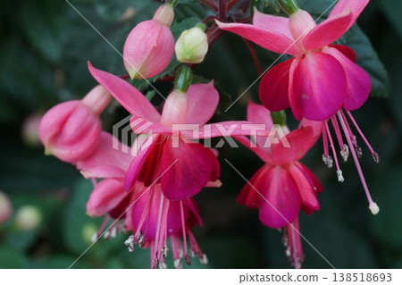Beautiful Fuchsia Flowers Blooming in Pink and Red 138518693