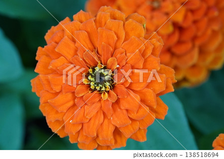 Beautiful Orange Zinnia Flower in Full Bloom Close Up Beautiful Orange Zinnia Flower in Full Bloom Close Up 138518694