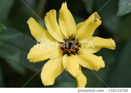 Close up of a bright yellow Zinnia flower bloom Close up of a bright yellow Zinnia flower bloom 138518700