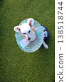 Bailey, a white toy poodle wearing an Elizabethan collar. 138518744
