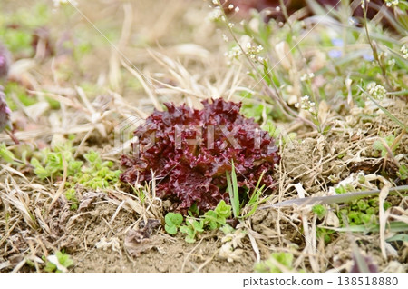 A single head of sunny lettuce A single head of sunny lettuce 138518880