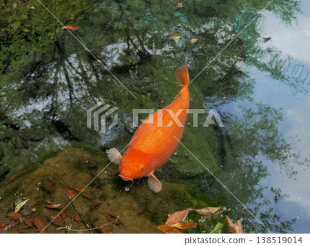 鯉魚,池塘之王 鯉魚,池塘之王 138519014