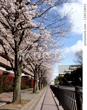 Yokohama City: Park City Yokohama and cherry blossoms 138519052