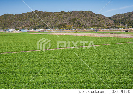Wheat fields in Higashiomi City, Shiga Prefecture 138519198