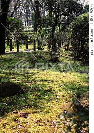 美麗的陽光灑在花園的草坪上。 美麗的陽光灑在花園的草坪上。 138519266