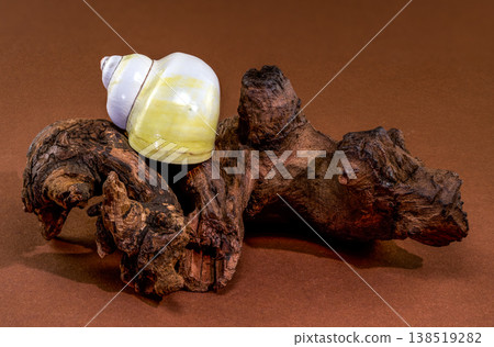 Smooth white and yellow moon snail seashell resting on rustic driftwood Smooth white and yellow moon snail seashell resting on rustic driftwood 138519282