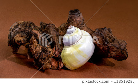 Smooth white and yellow moon snail seashell resting on rustic driftwood Smooth white and yellow moon snail seashell resting on rustic driftwood 138519283