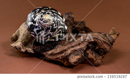 Polished Nerite seashell resting on a piece of driftwood 138519287