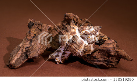 Endive Murex seashell Murex endivia resting on natural driftwood Endive Murex seashell Murex endivia resting on natural driftwood 138519290