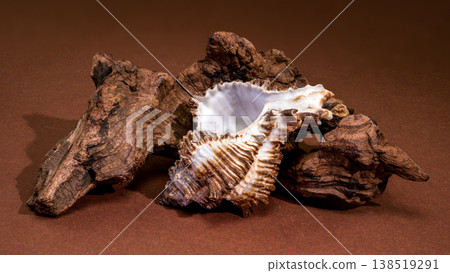 Endive Murex seashell Murex endivia resting on natural driftwood Endive Murex seashell Murex endivia resting on natural driftwood 138519291
