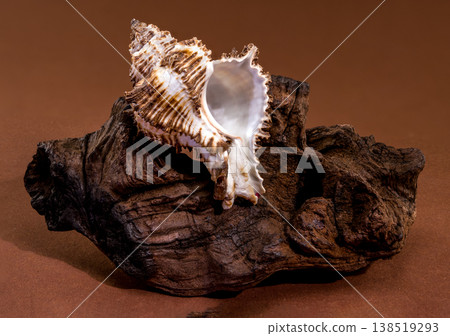 Endive Murex seashell Murex endivia resting on natural driftwood Endive Murex seashell Murex endivia resting on natural driftwood 138519293