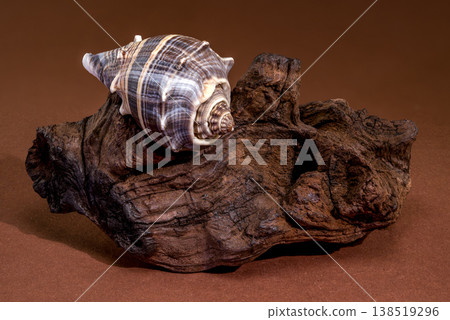 Crown Conch seashell resting on a piece of natural driftwood Crown Conch seashell resting on a piece of natural driftwood 138519296