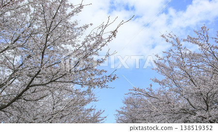 A row of cherry blossom trees in the park A row of cherry blossom trees in the park 138519352