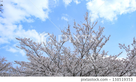 公園裡的一排櫻花樹 公園裡的一排櫻花樹 138519353