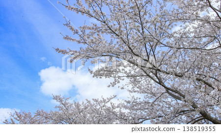 A row of cherry blossom trees in the park 138519355