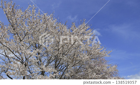 A row of cherry blossom trees in the park A row of cherry blossom trees in the park 138519357