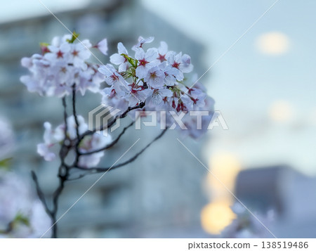 A close-up of cherry blossoms in full bloom against the backdrop of a cityscape at dusk. April 2026, Yokohama City, Japan. A close-up of cherry blossoms in full bloom against the backdrop of a cityscape at dusk. April 2026, Yokohama City, Japan. 138519486