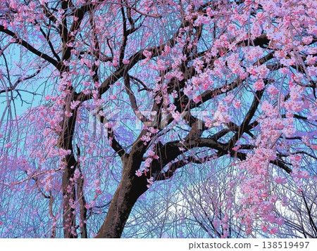 Weeping cherry tree (afr20260327155220) 138519497