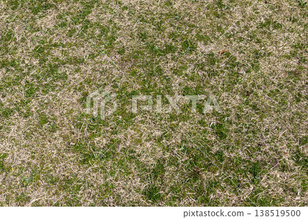 winter park, withered grass 138519500