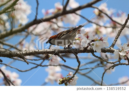 A Eurasian Tree Sparrow perched on a cherry tree 138519552