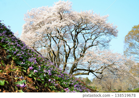 Ujikuni cherry blossoms and dogtooth violet flowers at Hachigata Castle in Hachigata, Yorii-machi, Osato-gun, Saitama Prefecture in the morning. 138519678