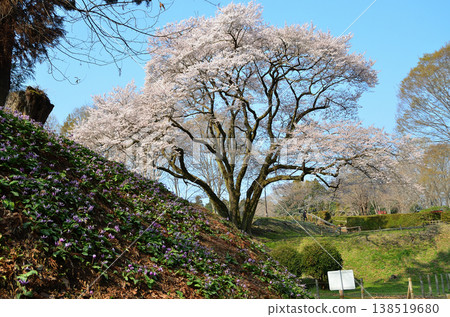 Ujikuni cherry blossoms and dogtooth violet flowers at Hachigata Castle in Hachigata, Yorii-machi, Osato-gun, Saitama Prefecture in the morning. Ujikuni cherry blossoms and dogtooth violet flowers at Hachigata Castle in Hachigata, Yorii-machi, Osato-gun, Saitama Prefecture in the morning. 138519680