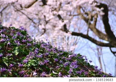 Ujikuni cherry blossoms and dogtooth violet flowers at Hachigata Castle in Hachigata, Yorii-machi, Osato-gun, Saitama Prefecture in the morning. 138519683