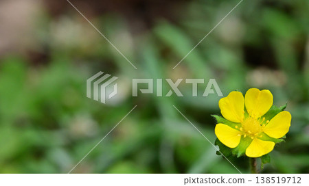 Wild strawberry flowers and a soft green bokeh background. Close-up of spring wildflowers. Copy space available. Wild strawberry flowers and a soft green bokeh background. Close-up of spring wildflowers. Copy space available. 138519712