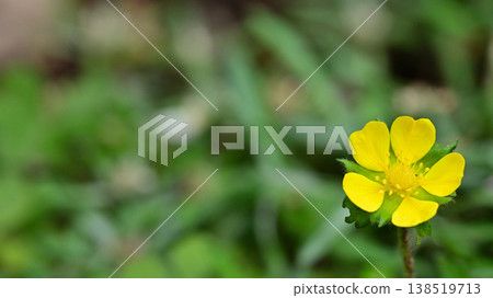 Wild strawberry flowers and a soft green bokeh background. Close-up of spring wildflowers. Copy space available. Wild strawberry flowers and a soft green bokeh background. Close-up of spring wildflowers. Copy space available. 138519713