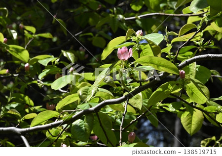 Karin's flower 138519715