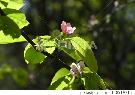 Karin's flower 138519716