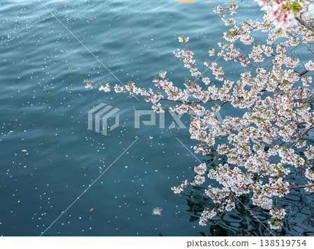 Cherry blossom branches and falling petals beautifully reflected on the blue surface of the Ooka River. April 2026, Yokohama City, Japan. Cherry blossom branches and falling petals beautifully reflected on the blue surface of the Ooka River. April 2026, Yokohama City, Japan. 138519754