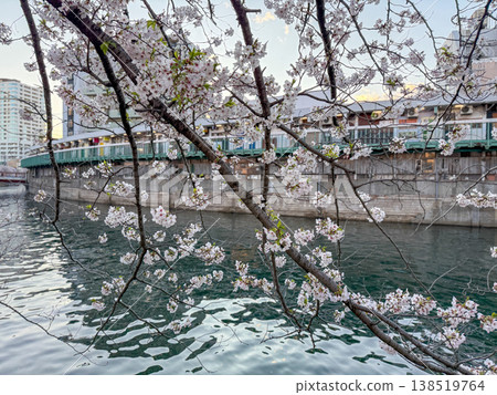 Cherry blossoms in full bloom beautifully extend their branches over the surface of the Ooka River. April 2026, Yokohama City, Japan. 138519764