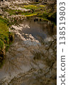 Cherry Blossoms	 138519803