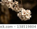 Cherry Blossoms	 138519804