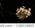 Cherry Blossoms	 138519805