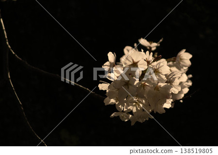Cherry Blossoms Cherry Blossoms 138519805
