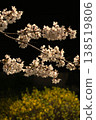 Cherry Blossoms	 138519806