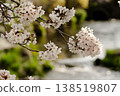 Cherry Blossoms	 138519807