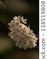 Cherry Blossoms	 138519808