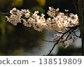 Cherry Blossoms	 138519809