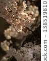 Cherry Blossoms	 138519810