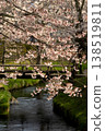Cherry Blossoms	 138519811