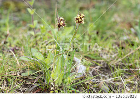 Poa rose Poa rose 138519828