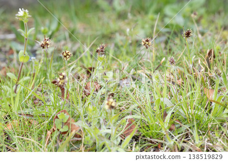 Poa rose Poa rose 138519829