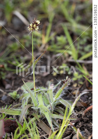 Poa rose Poa rose 138519832